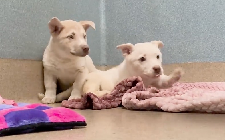 sitting with dogs 86 - Husky Puppies